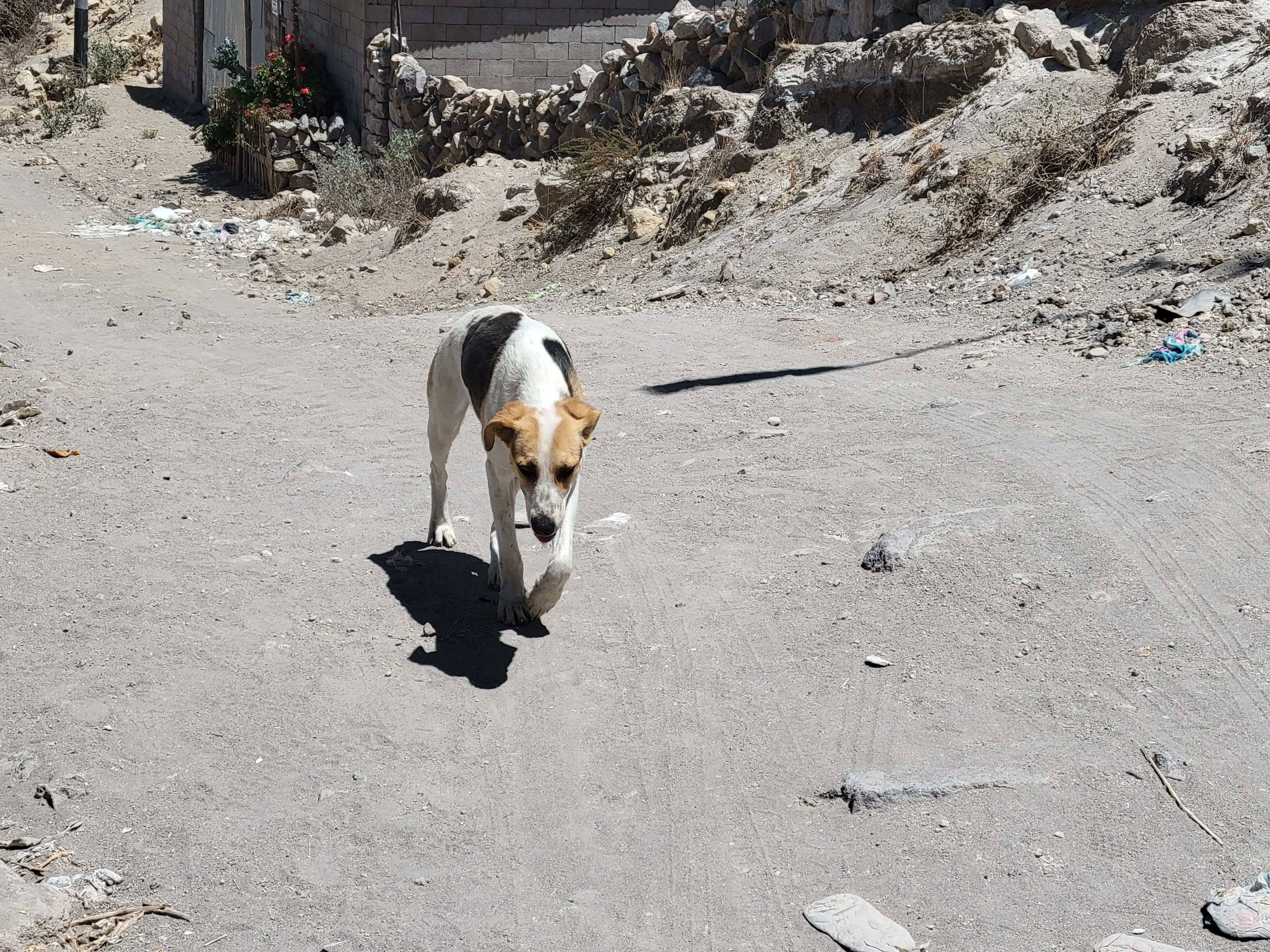 Photo of a free-roaming dog in Arequipa. Photo credit Brinkley Bellotti.